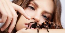 Незваные гости: к чему снятся пауки и что об этом говорит психология